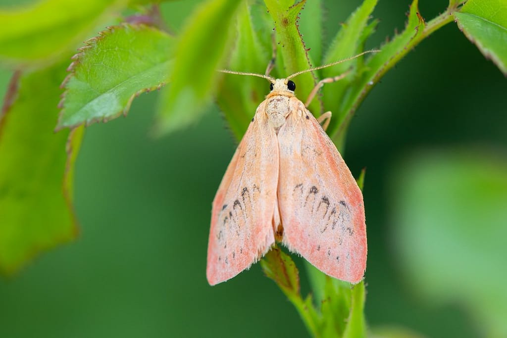 Miltochrista miniata, Rozenblaadje