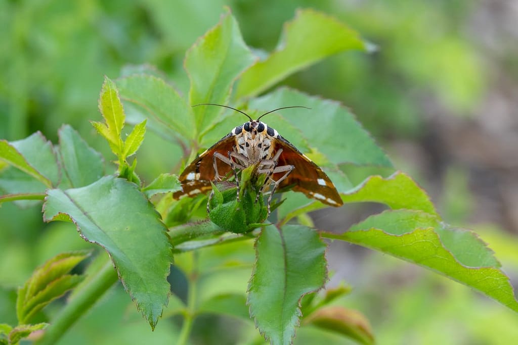 Euplagia quadripunctaria, Spaanse vlag