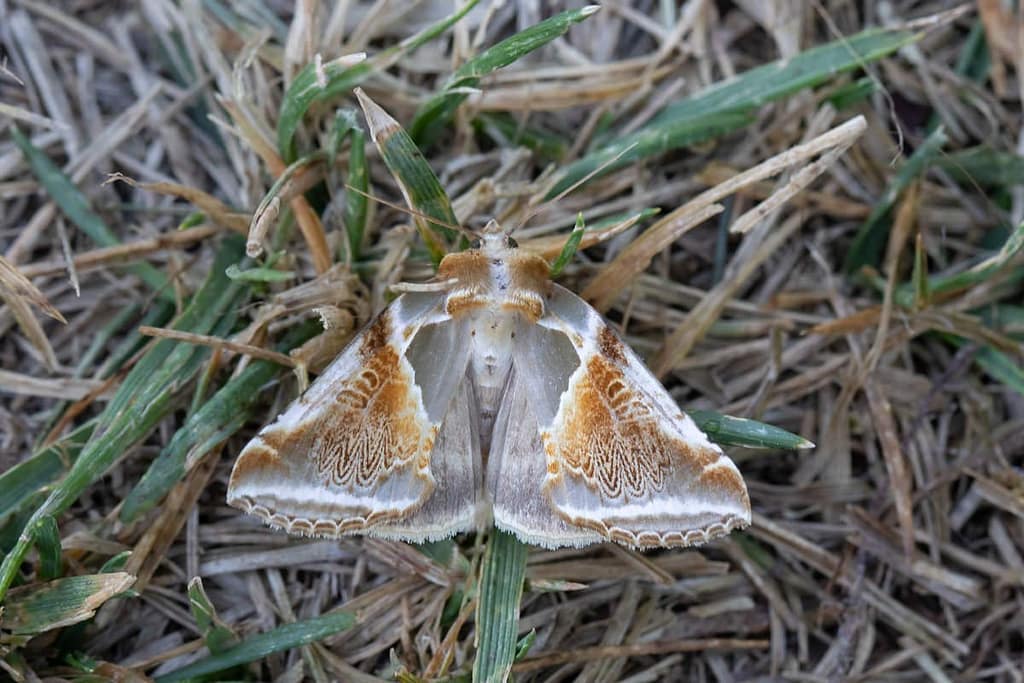 Habrosyne pyritoides, Vuursteenvlinder