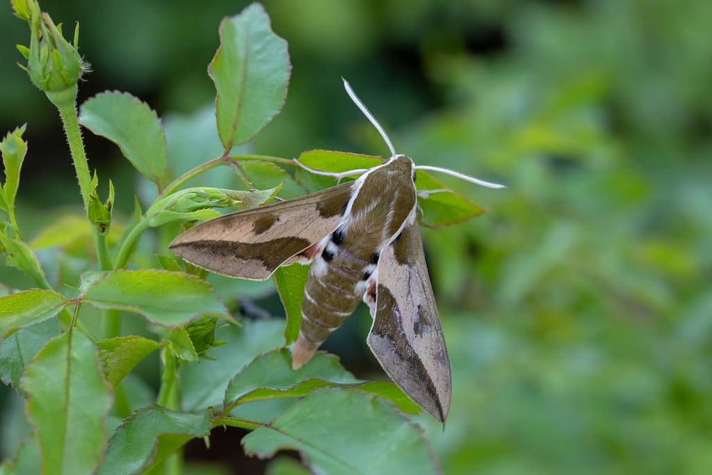 Hyles euphorbiae, Wolfsmelkpijlstaart