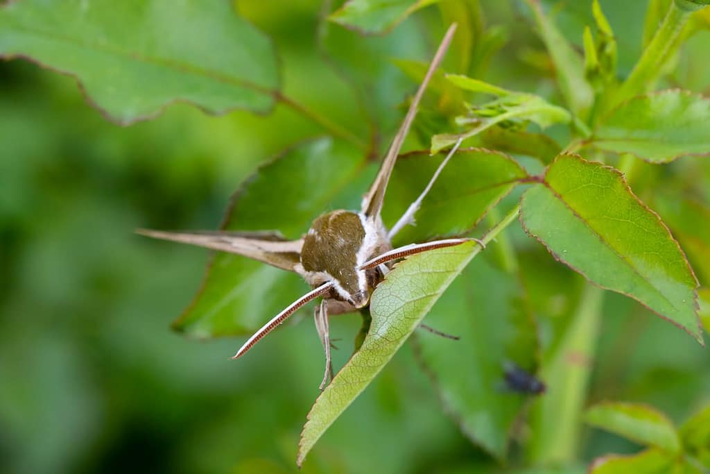 Hyles euphorbiae, Wolfsmelkpijlstaart