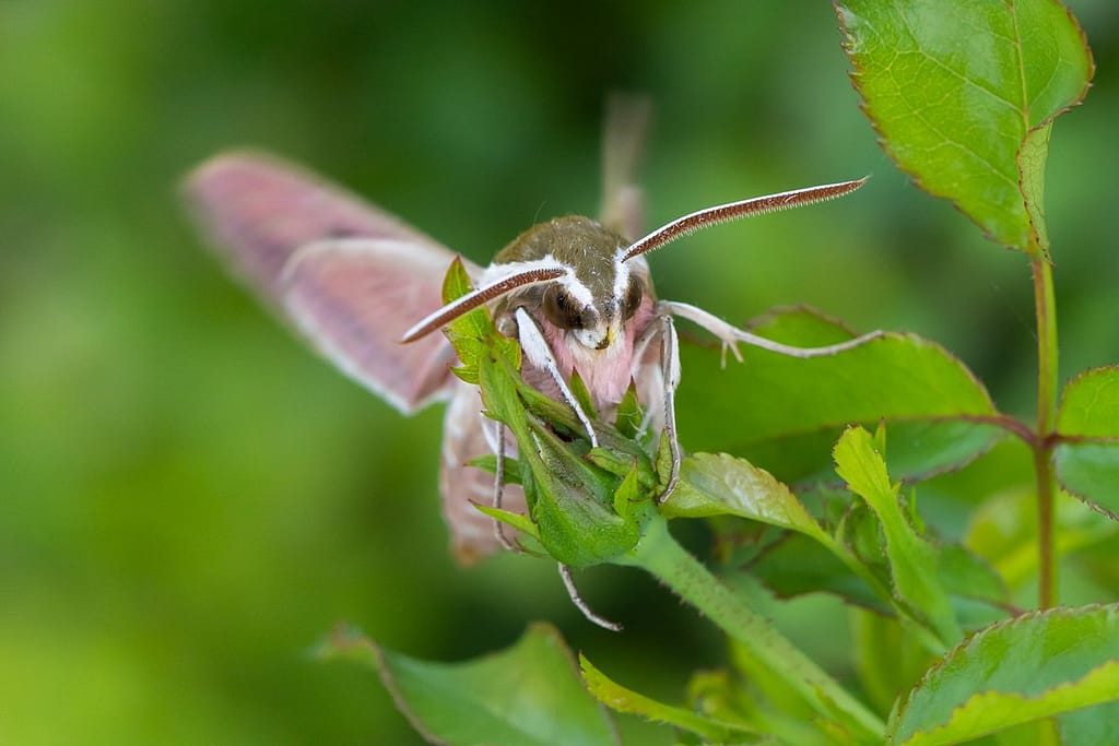 Hyles euphorbiae, Wolfsmelkpijlstaart