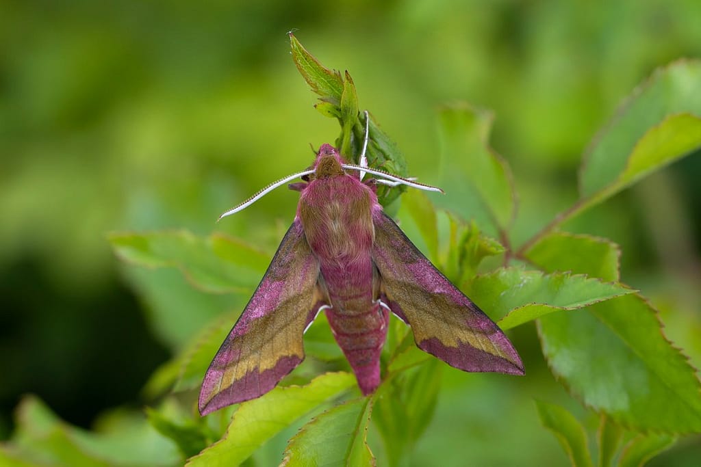 Deilephila porcellus, Klein avondrood