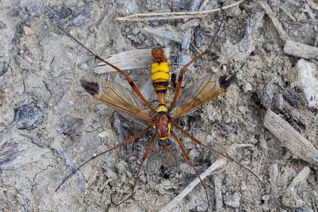 Cetenophora ornata, gele kamlangpootmug