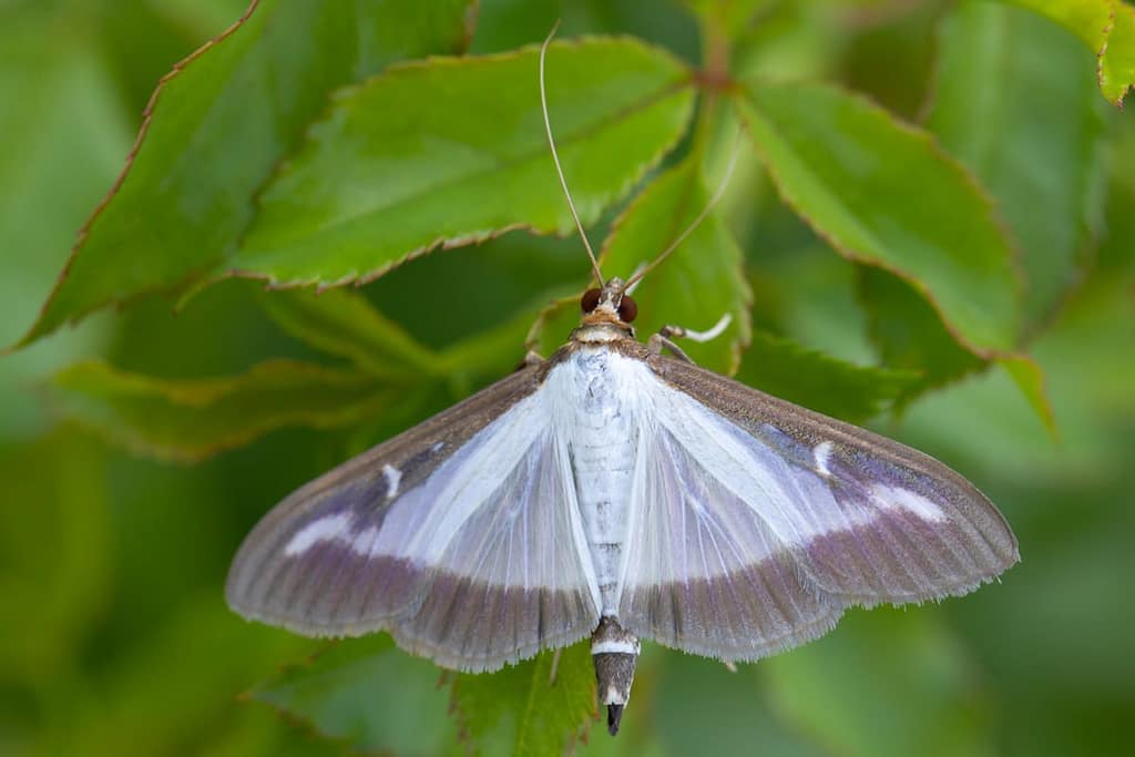Cydalima perspectalis, Buxusmot
