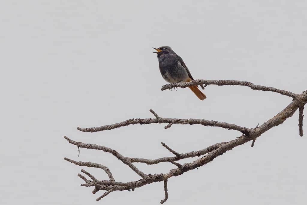 Phoenicurus ochruros - Zwarte roodstaart