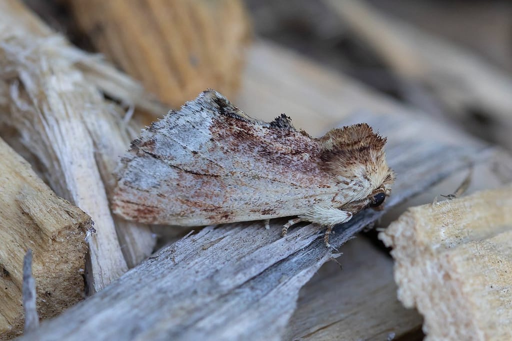 Ptilodon cucullina, Esdoorntandvlinder