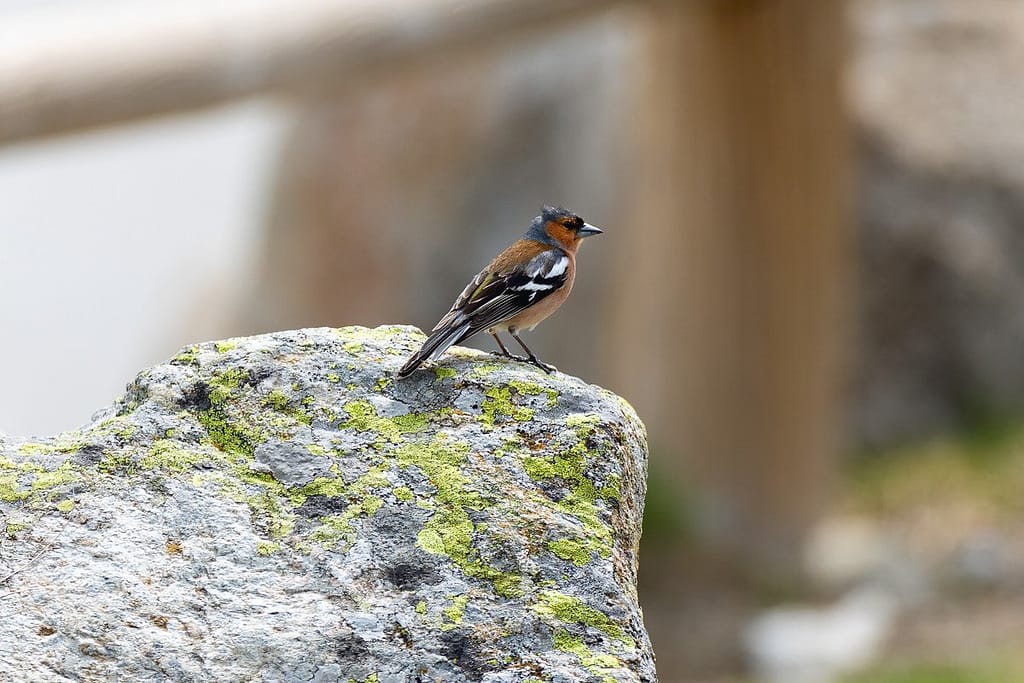 Fringilla coelebs - Vink