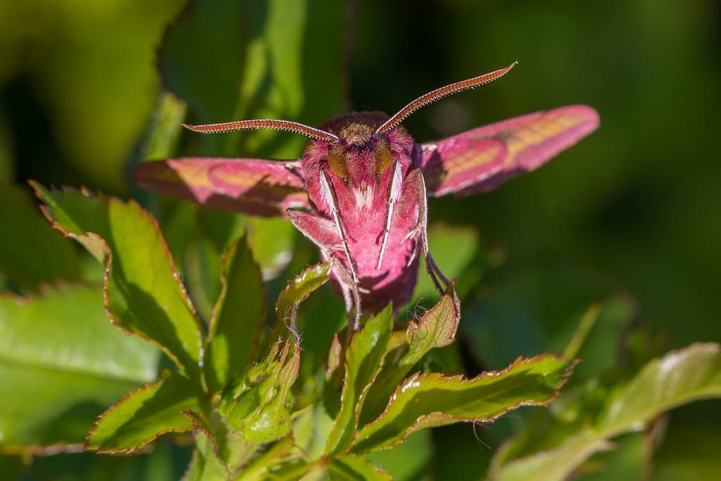 Deilephila porcellus, Klein avondrood