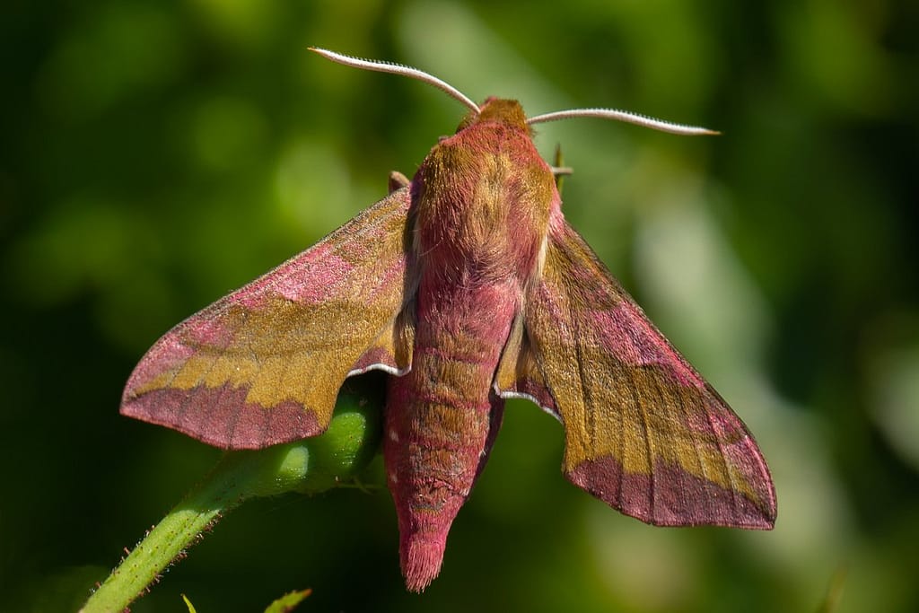 Deilephila porcellus, Klein avondrood
