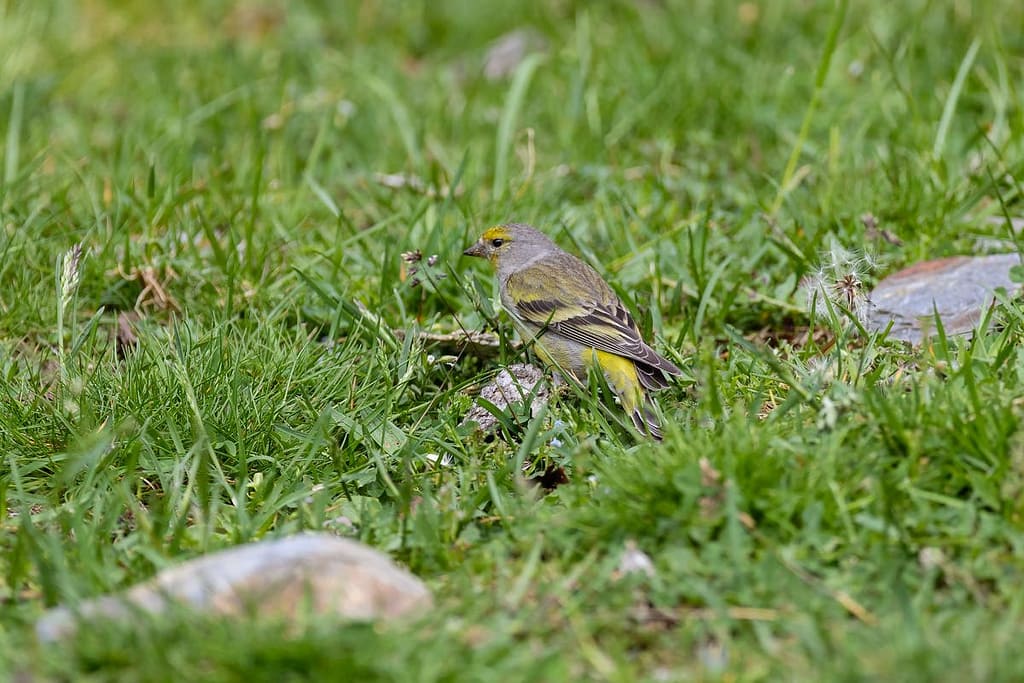 Carduelis citrinella-Citroensijs