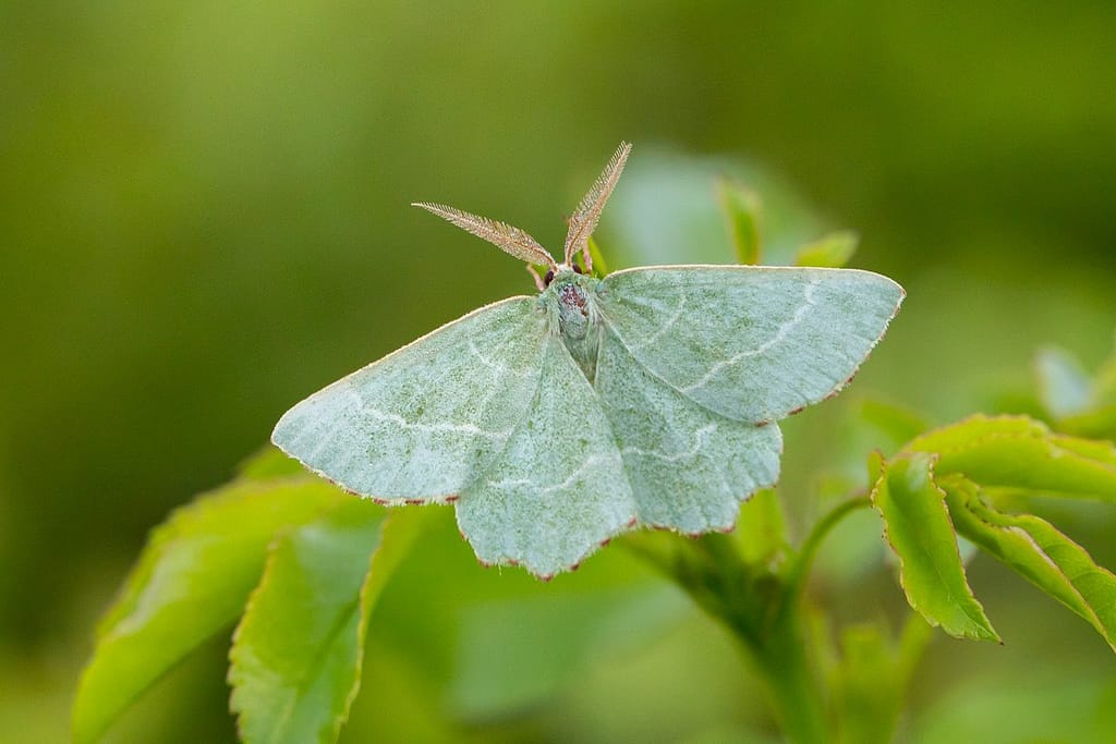 Hemithea aestivaria, Kleine zomervlinder