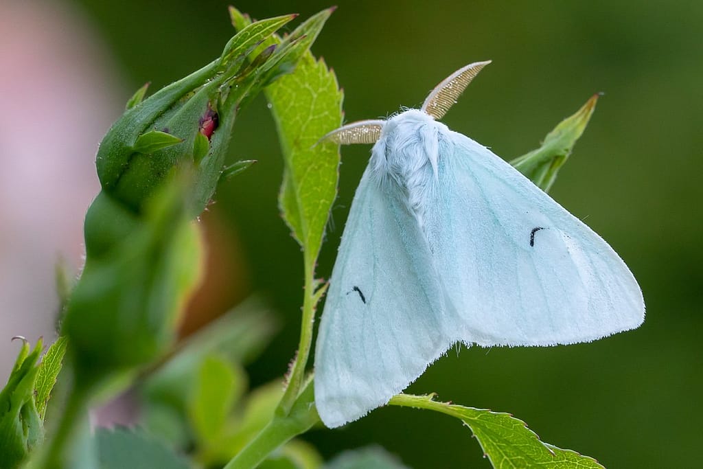 Arctornis L-nigrum, Zwarte L-vlinder