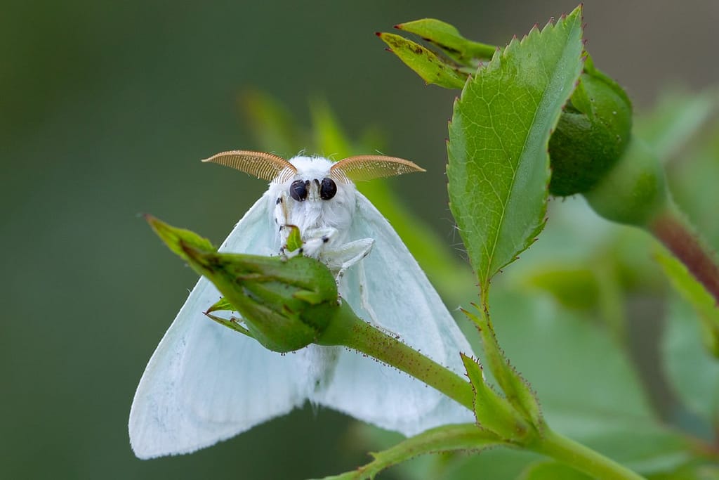 Arctornis L-nigrum, Zwarte L-vlinder
