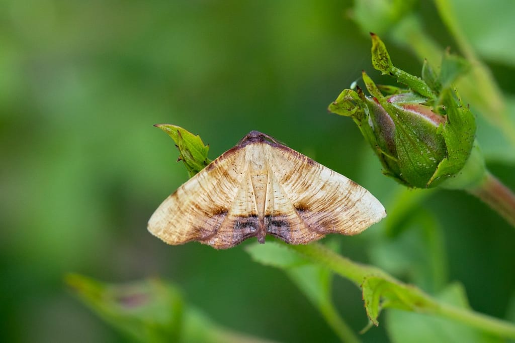 Plagodis dolabraria, Lindeknotsvlinder