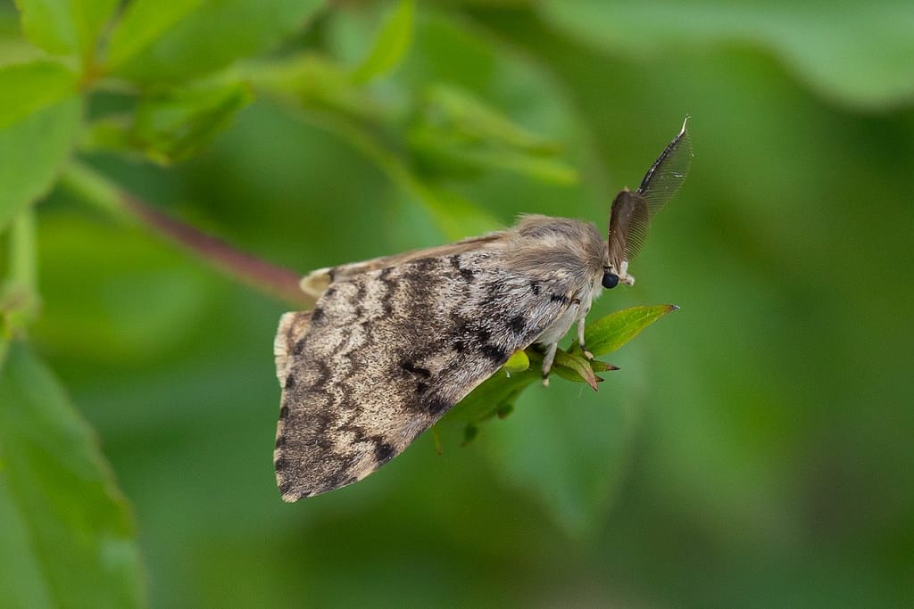 Lymantria dispar, Plakker