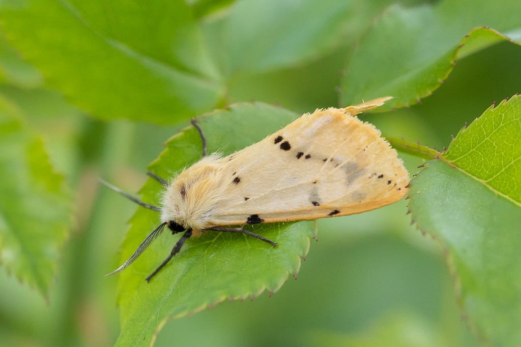 Spilosoma lutea, gele tijger
