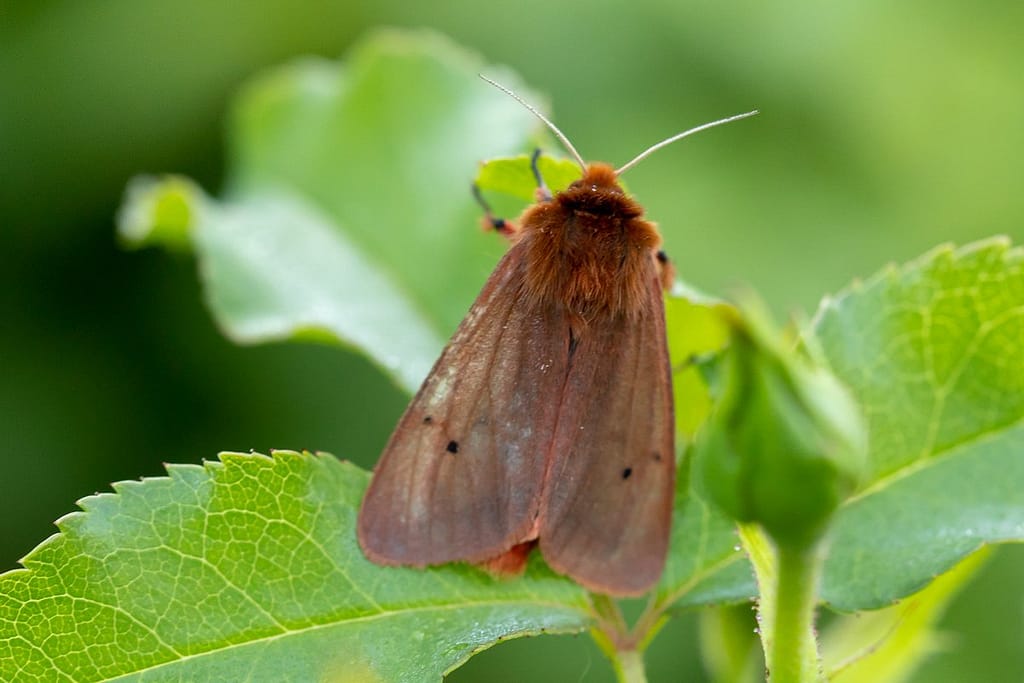 Phragmatobia fuliginosa, Kleine beervlinder