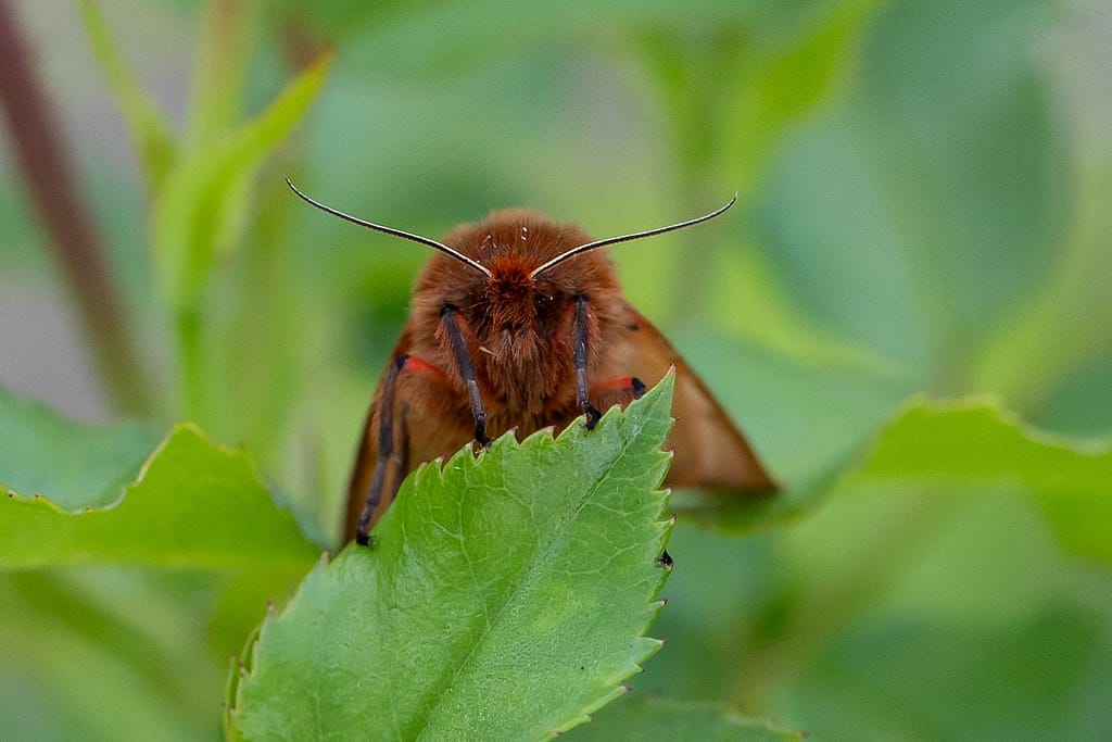 Phragmatobia fuliginosa, Kleine beervlinder