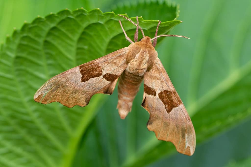 Lilas tille, Lindepijlstaart