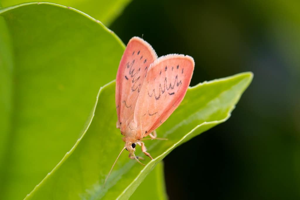 Miltochrista miniata, Rozenblaadje