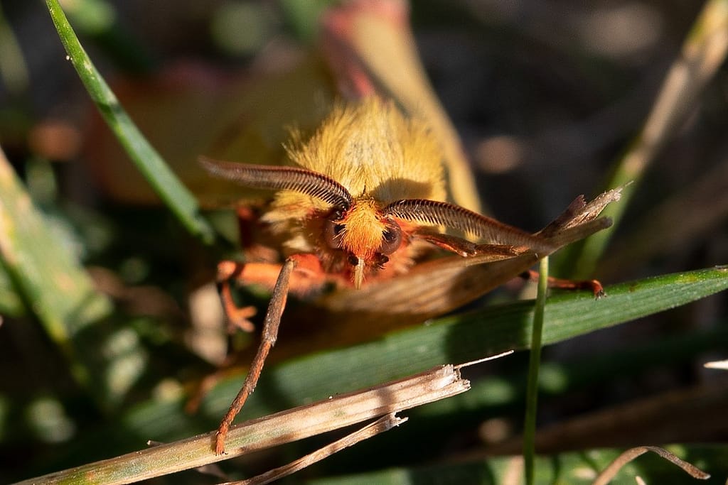 Diacrisia sannio, Roodbandbeer