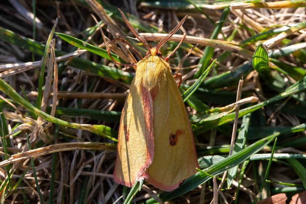 Diacrisia sannio, Roodbandbeer