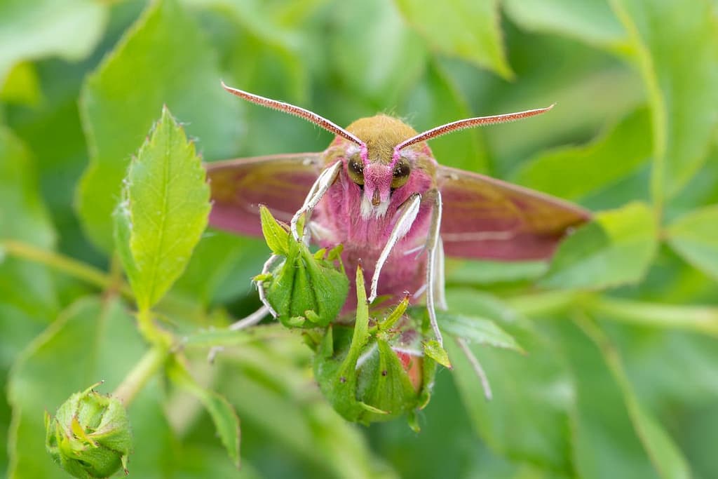 Deilephila elpenor, Groot avondrood