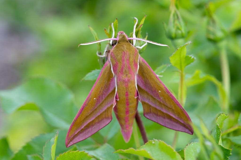 Deilephila elpenor, Groot avondrood