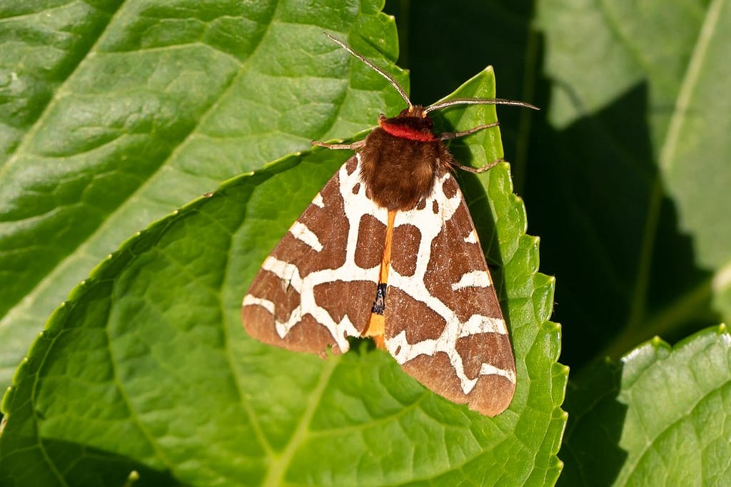 Arctia cana, grote beervlinder