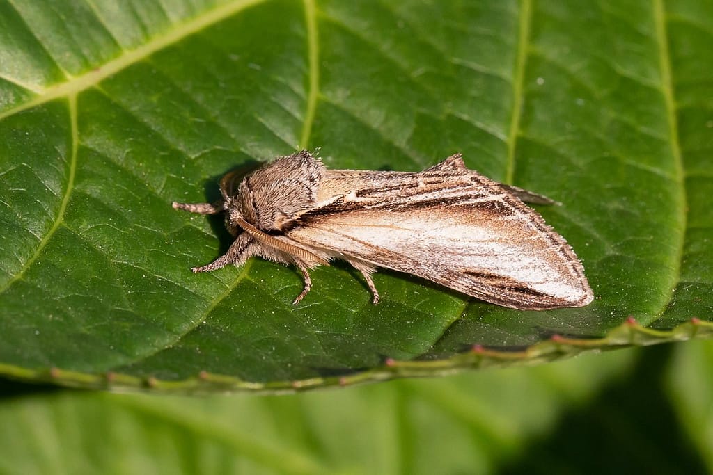 Pheosia tremula, Brandvlerkvlinder