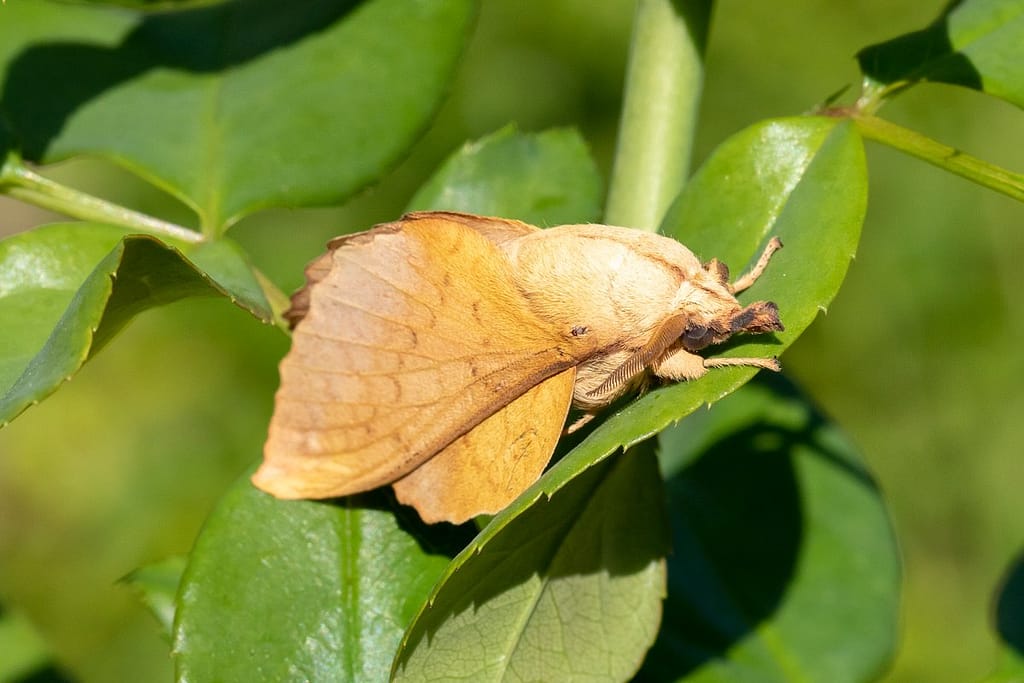 Gastropacha quercifolia, Eikenblad