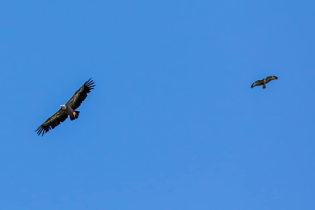 Vale gier en buizerd