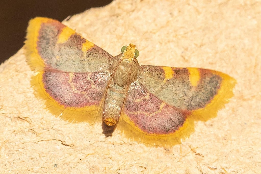 Idaea muricata, geel purperen spanner