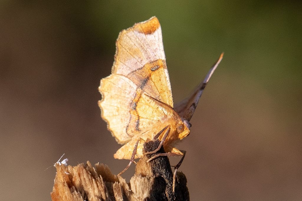 Selenia lunularia, Lindeherculesje