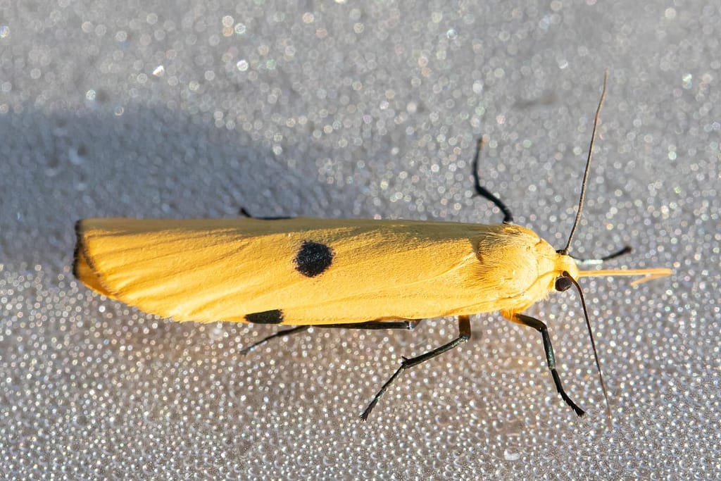 Lithosia quadra, Viervlakvlinder