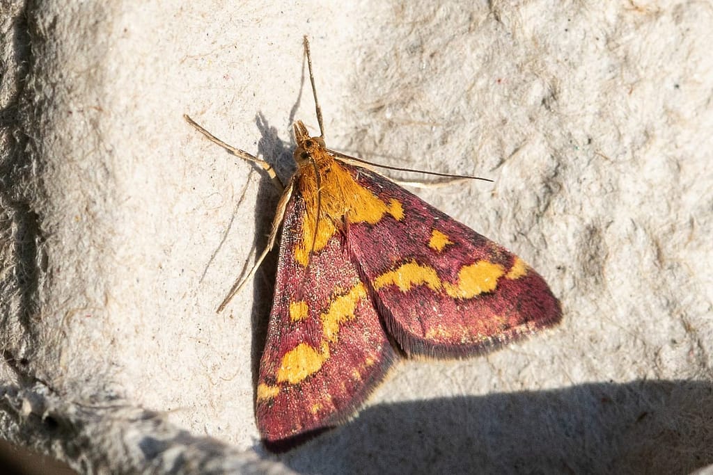 Pyrausta purpuralis, Purpermot