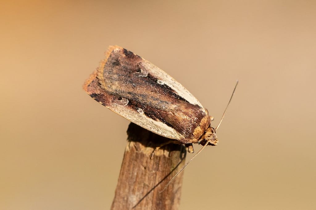 Ochropleura plecta, Haarbos