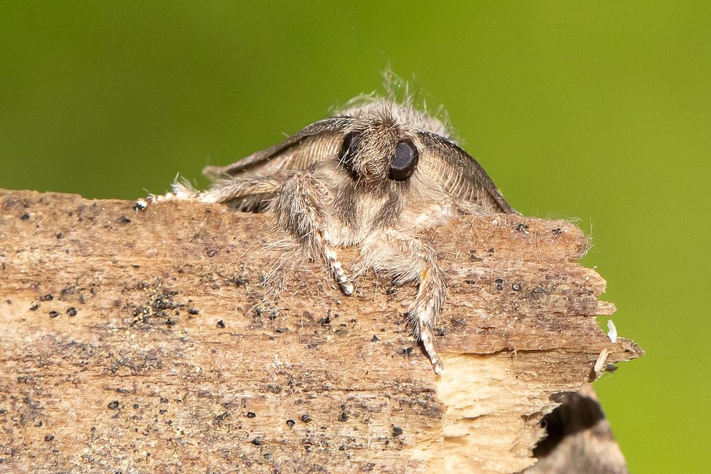 Gluphisia crenata, Populierentandvlinder