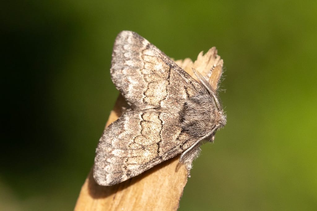 Gluphisia crenata, Populierentandvlinder