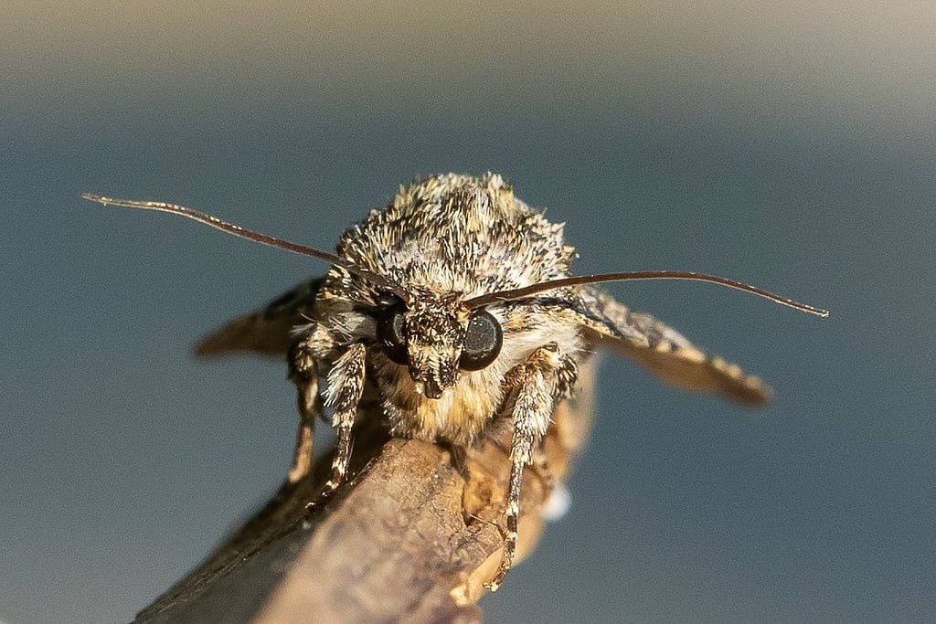 Acronicta rumicis, Zuringuil