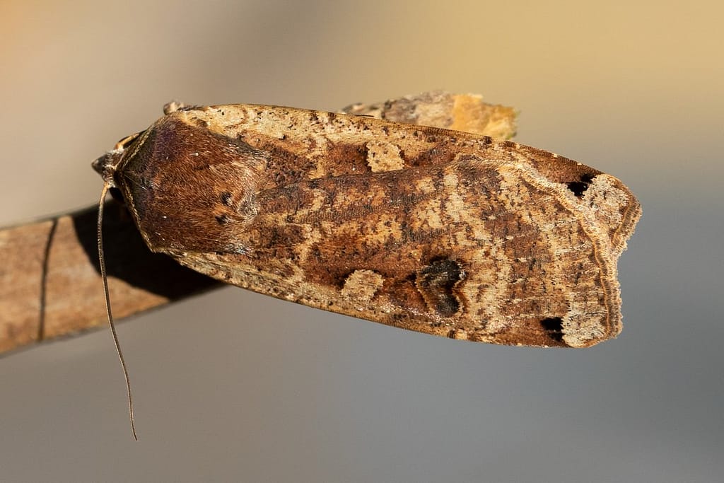 Noctua pronuba, Huismoeder