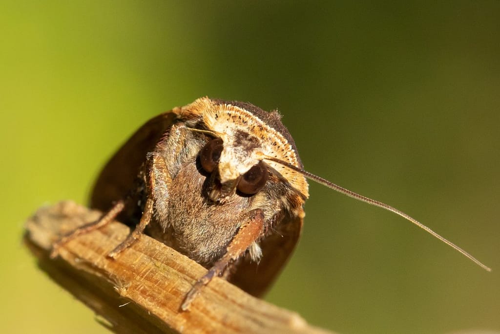 Noctua pronuba, Huismoeder