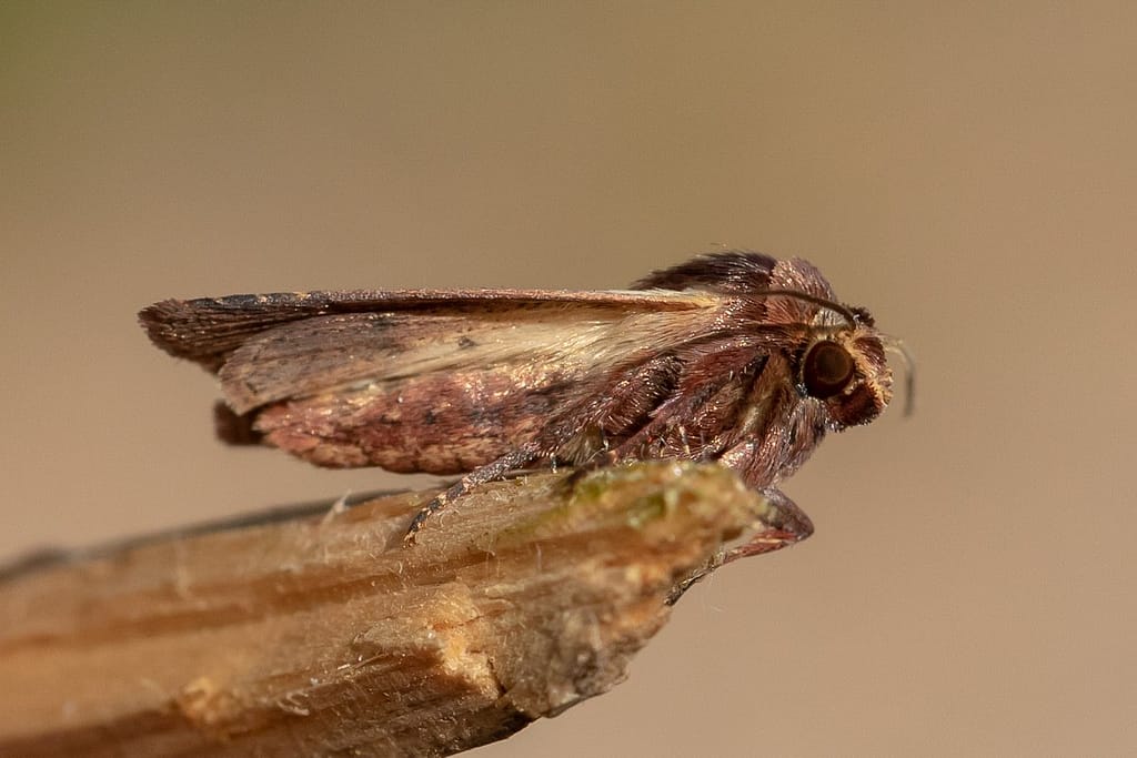 Nachtvlinder, soort ?