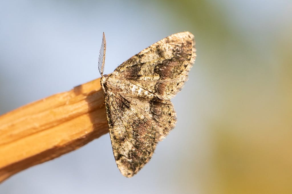 Cleorodes lichenaria, Korstmosspanner ?