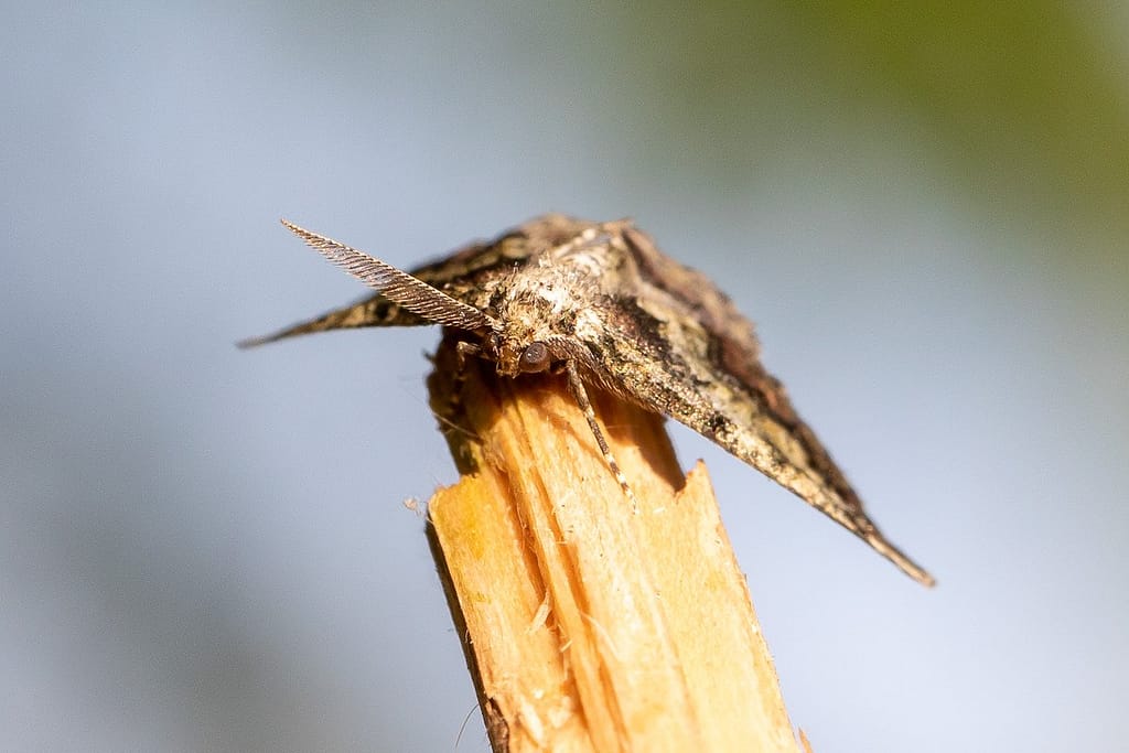 Cleorodes lichenaria, Korstmosspanner ?