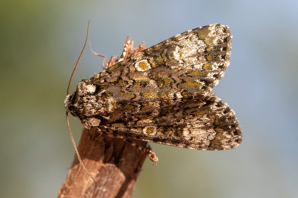 Craniophora ligustri, Schedeldrager