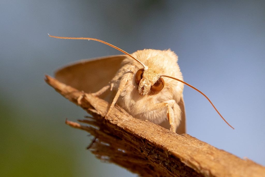 Mythimna vitellina, Zuidelijke grasuil