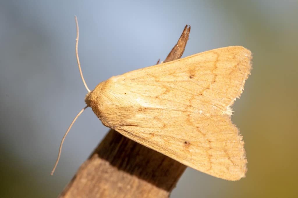 Mythimna vitellina, Zuidelijke grasuil