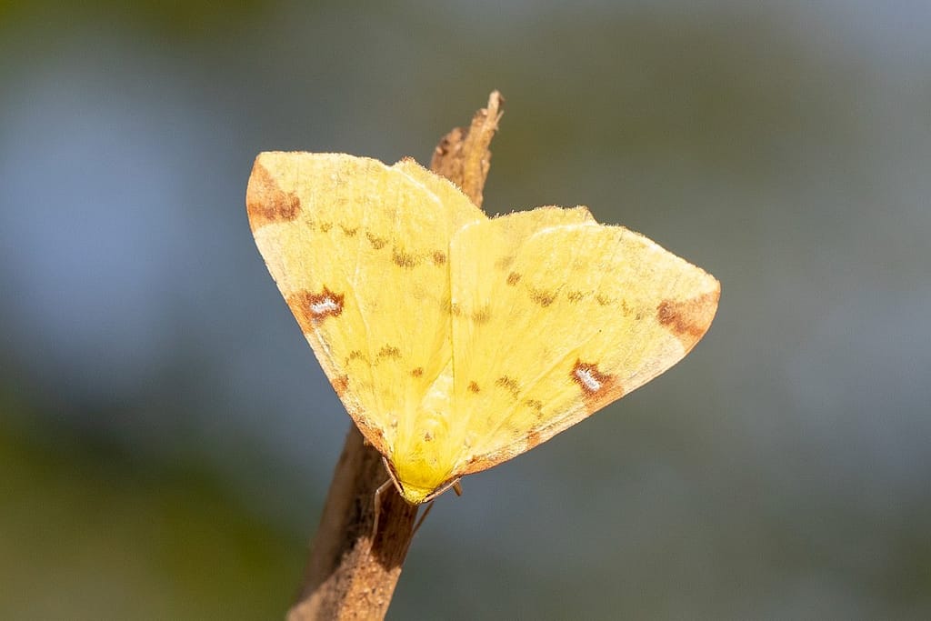 Opisthograptis luteolata, Hagedoornvlinder